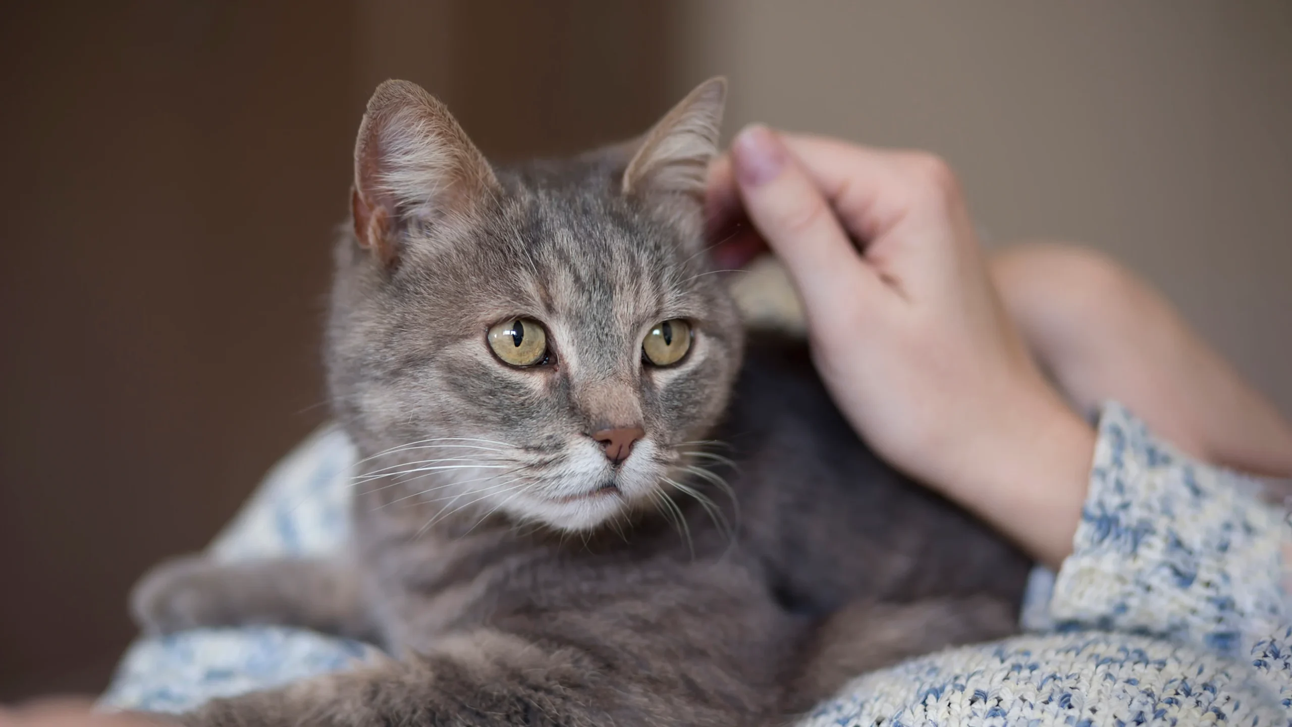 Pet Nutrition