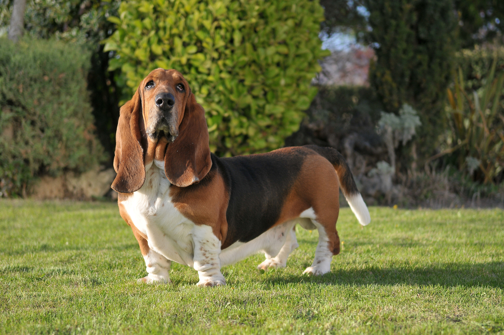Animal Behavior Insights